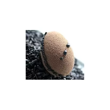 Sasa Demarle FP1256 Sasa Demarle Flexipan Origine - Mini Eggs 1.37” x 2.12” (35 x 55 mm) - 18” x 26” (400 x 600 mm) - 56 inde...