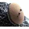 Sasa Demarle FP1256 Sasa Demarle Flexipan Origine - Mini Eggs 1.37” x 2.12” (35 x 55 mm) - 18” x 26” (400 x 600 mm) - 56 inde...