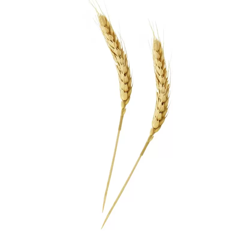 PacknWood Bamboo Wheat Skewers - 5.9'' - 500 pcs PacknWood Bamboo Wheat Skewers - 5.9'' - 500 pcs