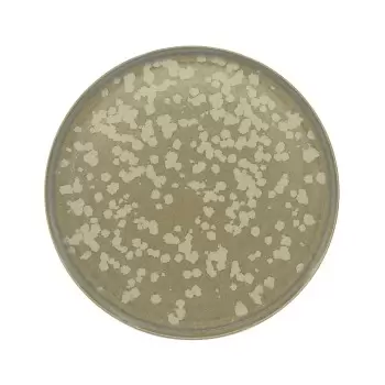 Jaune de Chrome SLI1034BASMBLNC000 Jaune de Chrome Basmati Dinner P...