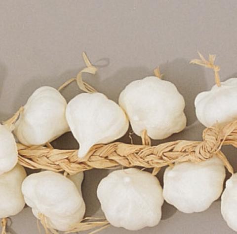 FISCHER Garlic String
