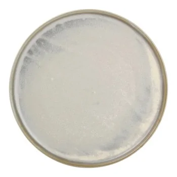 Usko Coupe Plate – 11.42 Inch - Set of 4