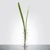 Designer Natalia Flower Vase - 120 x 120 x 330 mm