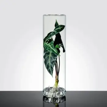 Designer Benia Flower Vase For Bulb Growth - 160 x 160 x 710 mm