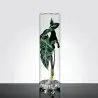 Designer Benia Flower Vase For Bulb Growth - 160 x 160 x 710 mm