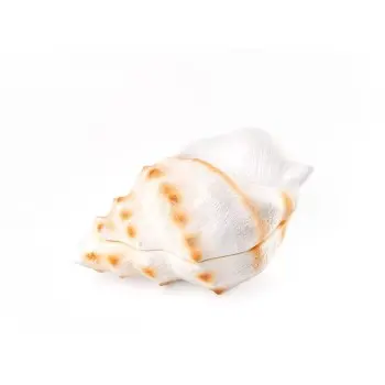 Professional Resin Seashell Plate Bowl - 26 x 17 x 13 cm