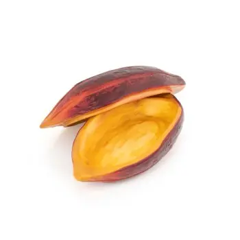 Professional Resin Cocoa Bean - 26 x 12 x 11 cm