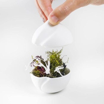 Apetizer Bowls & Spoons
